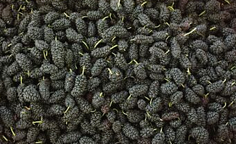 Mulberry Mulberry